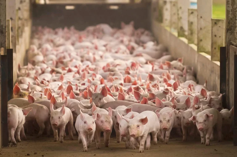 ABD'de her yıl 70 milyondan fazla domuz fabrika çiftliklerinde yetiştiriliyor