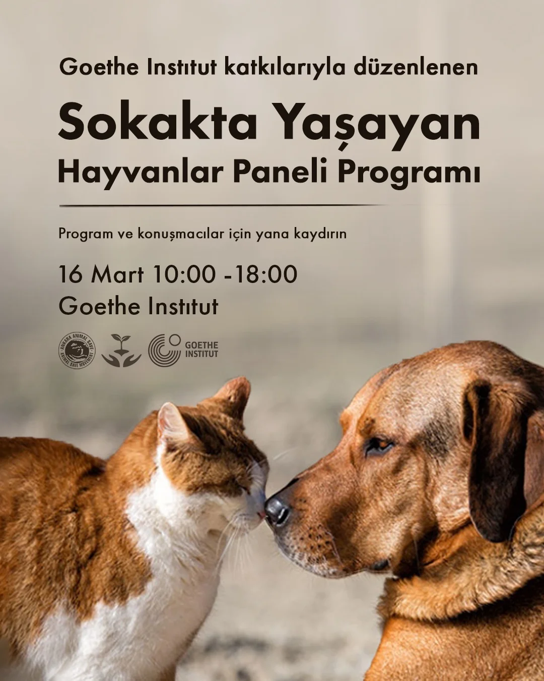 sokakta-yasayan-hayvanlar-paneli (2)